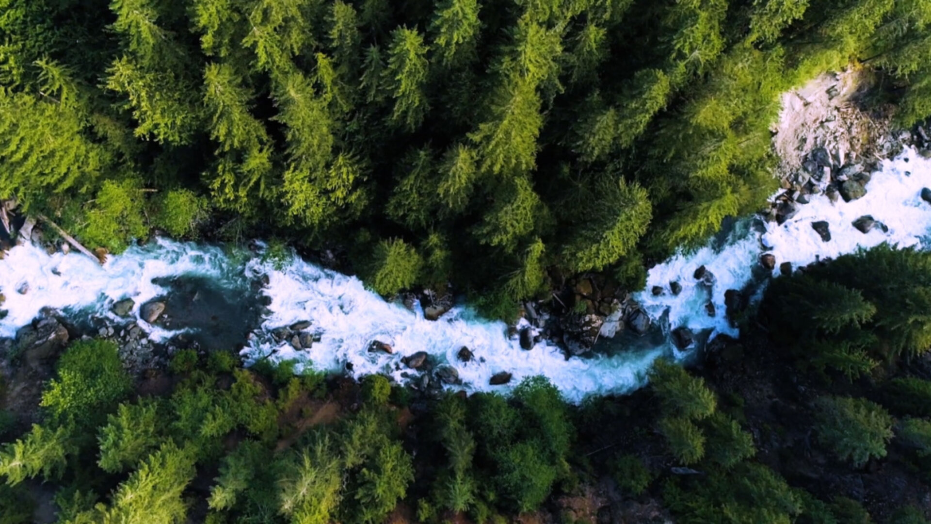 wild river crosses a forest green trees